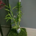 Aeropod Happy Stay